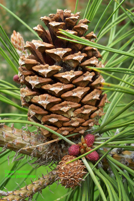 ponderosa pine, pinus ponderosa, tree seeds (fast, hardy